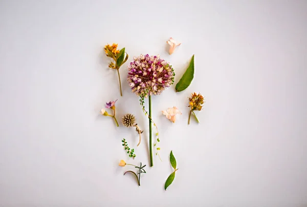 Vista Dall Alto Fiori Freschi Naturali Disposti Sfondo Viola — Foto Stock