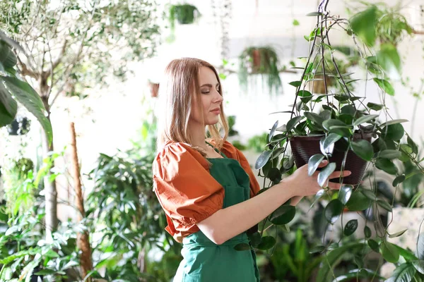 Mulher Calma Avental Verde Cuidando Plantas Flores Vasos Enquanto Trabalhava — Fotografia de Stock