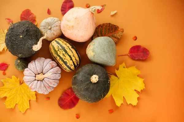 Bovenaanzicht Van Kleine Rijpe Pompoenen Verwelkte Herfstbladeren Gerangschikt Cirkel Oranje — Stockfoto