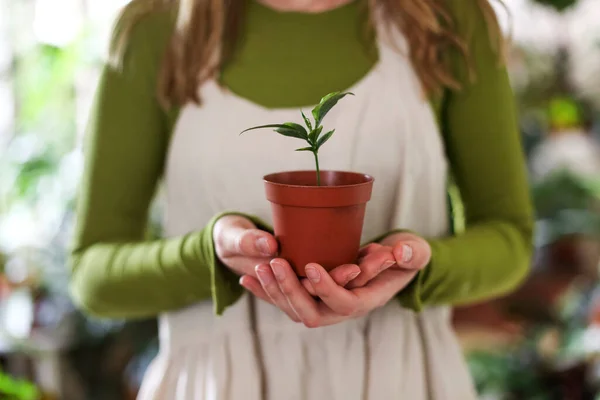 Calm Female Green Apron Taking Care Flower Plant Pots While — Stockfoto