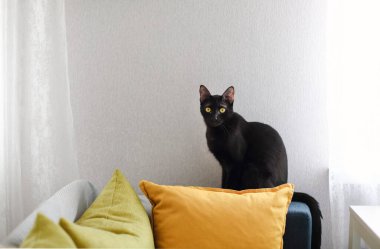 Kanepede yastıklı ve ekose kumaşlı kara kedi. Evcil hayvan.