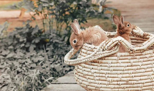 Wicker Basket Adorable Bunnies Placed Path Grass Summer Day Yard — Stock Photo, Image