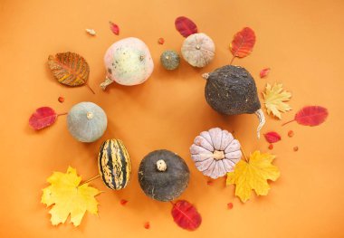 Küçük olgun balkabaklarının ve solmuş sonbahar yapraklarının üst manzarası turuncu arka planda daire şeklinde dizilmiş.