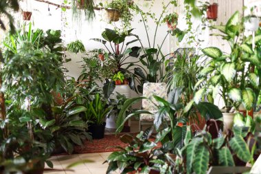 Evdeki aydınlık odada, koltuğun yakınına yemyeşil bitkiler yerleştirilmiş bir sürü çömlek.