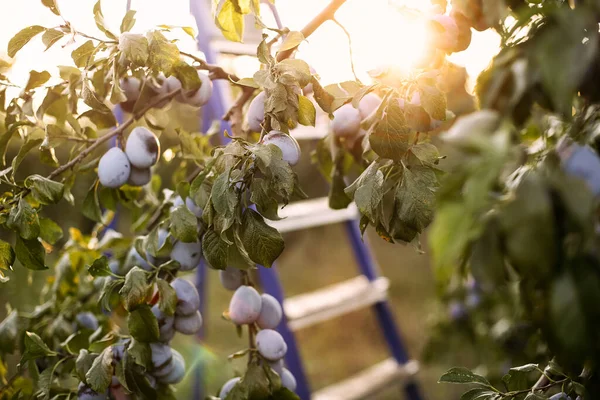 Tree Branches Ripe Plums Hanging Blurred Ladder Sunrise Garden — Stock Photo, Image