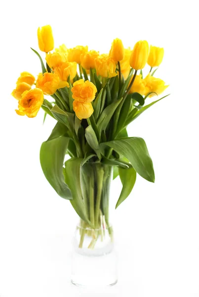 Bouquet Fresh Yellow Tulips Placed Glass Vase Water White Background — ストック写真