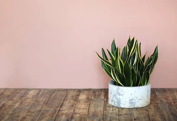 Sansevieria Roślin Lub Snake Roślin Pot Domu Koncepcji Ogrodu Sansevieria — Zdjęcie stockowe