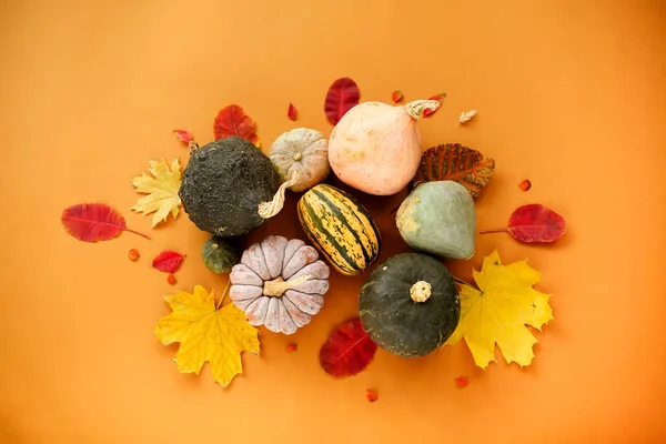 Top View Small Ripe Pumpkins Withered Autumn Leaves Arranged Circle — Stock Photo, Image