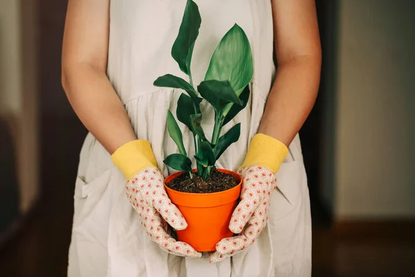 Femme Jardinière Méconnaissable Robe Gants Portant Pot Orange Avec Plante — Photo