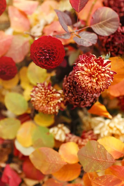 色とりどりの菊の花のマクロ写真秋の庭や公園 垂直ショットで赤黄色の葉の背景に落ちた菊の韓国の花 花の背景 — ストック写真