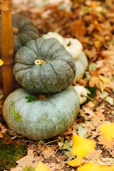 Decorazione Piccole Zucche Verdi Poste Foglie Gialle Appassite Durante Celebrazione — Foto Stock