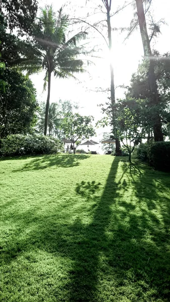 Hermoso Paisaje Día Verano Prado Verde Palmeras Que Extienden Cielo — Foto de Stock