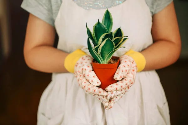 Nierozpoznawalny Ogrodnik Sukience Rękawiczkach Pomarańczowym Garnkiem Zieloną Rośliną Sansevieria Domu — Zdjęcie stockowe