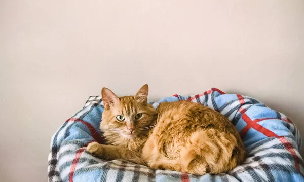 Імбирний Кіт Зеленими Очима Ліжку Світлій Квартирі — стокове фото