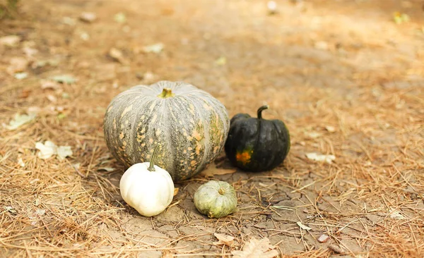Hello Fall Pile Green Pumpkins Various Sizes Laying Ground Farm — Stock Photo, Image