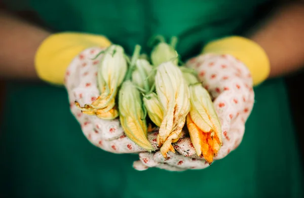 Zucchini Mit Blumen Den Händen Des Gärtners Handschuhen Freien Gartenarbeit — Stockfoto