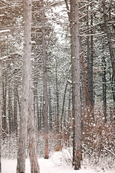 Troncos Pinheiros Abetos Cobertos Neve Dia Inverno Bela Floresta Texturizada — Fotografia de Stock