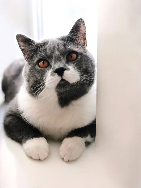 Graue Und Weiße Katze Mit Orangefarbenen Augen Weißen Fensterrand Heller — Stockfoto