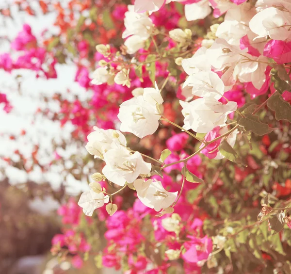 植物的粉红色的花朵在阳光灿烂的日子 — 图库照片