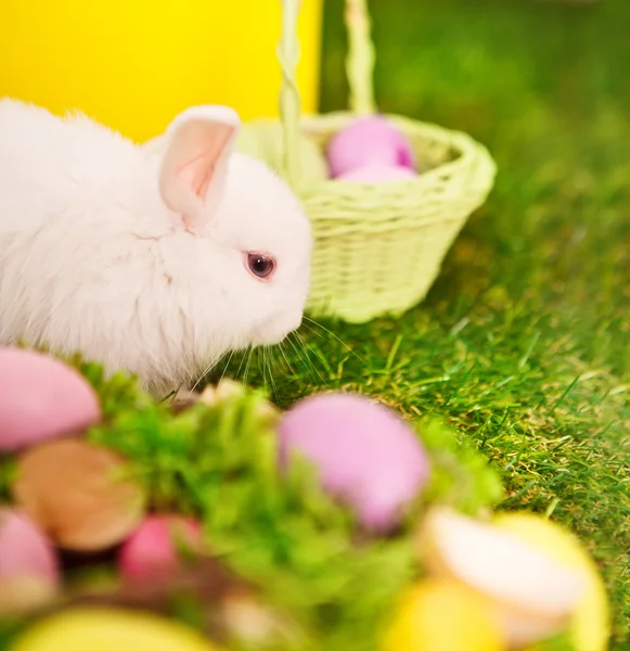 Rabbit and easter eggs in green grass — Stock Photo, Image