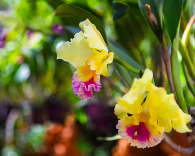 Güzel sarı ve pembe orkide 