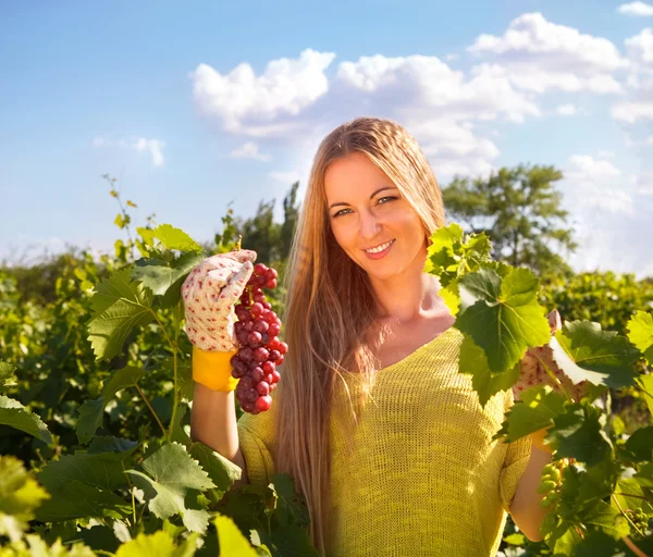 Mujer viticultora recogiendo uvas en el momento de la cosecha — Foto de Stock