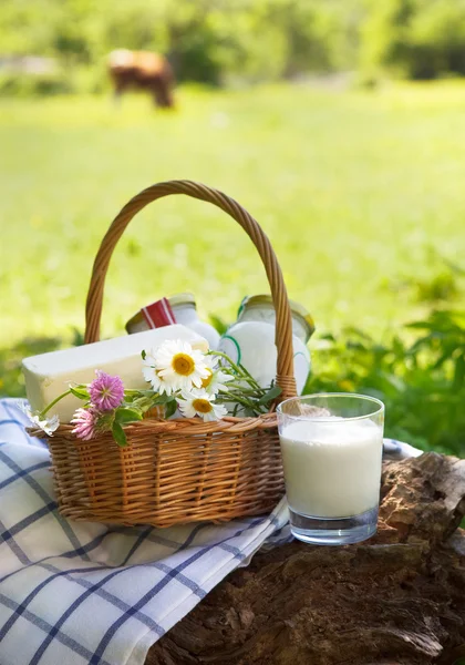 Olika mjölkprodukter: ost, grädde, mjölk, olja — Stockfoto