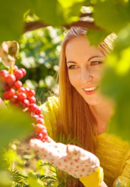 kadın winegrower malzeme çekme üzüm 