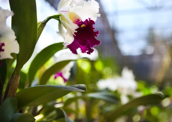 Nahaufnahme einer schönen violetten und weißen Orchidee — Stockfoto