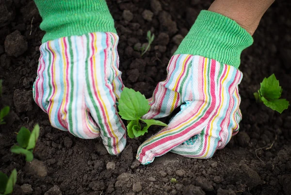 Kvinnan plantering en fröplanta i grönsakslandet bär handskar — Stockfoto