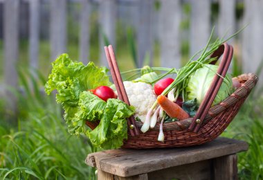 Taze organik sebze sepeti 