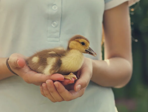 Mujer sosteniendo patito amarillo al aire libre —  Fotos de Stock