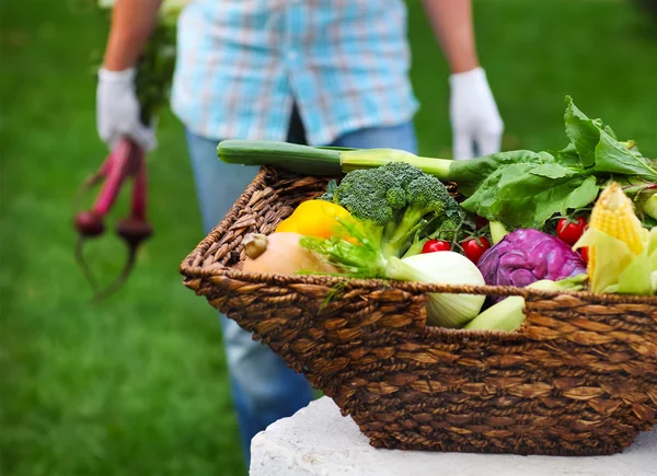 Uomo di campagna che indossa guanti con barbabietola fresca in mano — Foto Stock