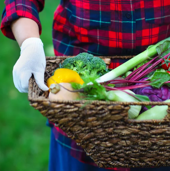 Femme portant des gants avec des légumes frais dans la boîte dans son han — Photo