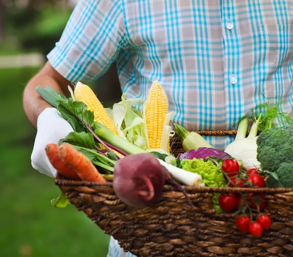 Panier rempli de légumes frais entre les mains d'un homme — Photo