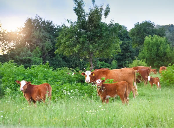 Herd of cows at summer green field — Stock Photo, Image