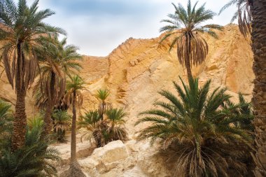 Görünüm dağ Oasis Chebika, Sahra Çölü, Tunus