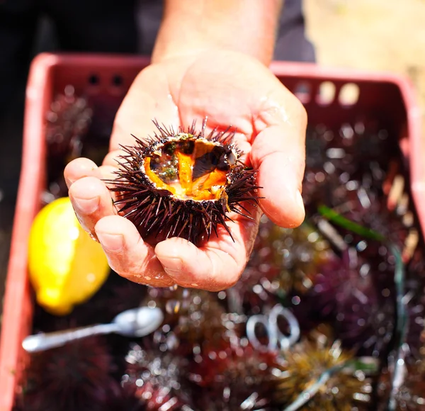 Hombre sosteniendo un erizo de mar con limón para comerlo — Foto de Stock