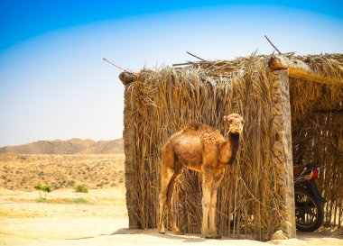 Bebek Arap deve veya Dromedary da bir seviştiği deveye denir ben