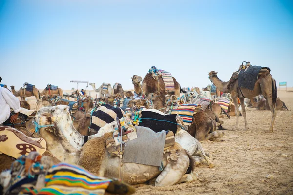 Los camellos árabes o Dromedario también llamado un camello de una joroba en th — Foto de Stock