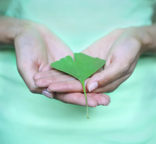 Woman holding Ginkgo biloba leaf in her hands — Stock Photo, Image