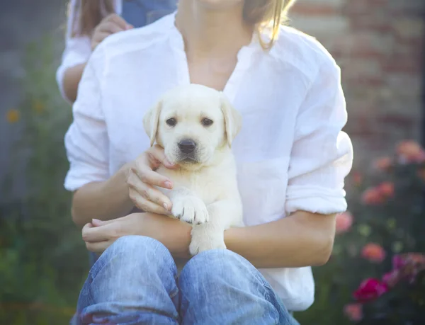 Kvinnan i vit blus med valp Labrador sitter på hennes knä — Stockfoto