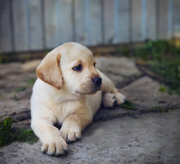 Adorable golden retriever puppy in the yard — Stock Photo, Image