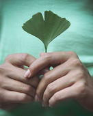Woman holding Ginkgo biloba leaf in her hands