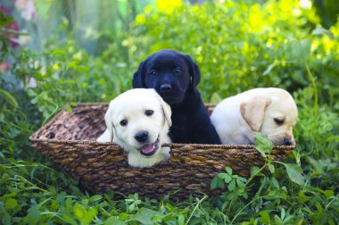Sevimli golden retriever Puppies bahçede grup 