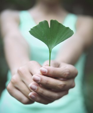 Ginkgo biloba yaprak onun elinde tutan kadın