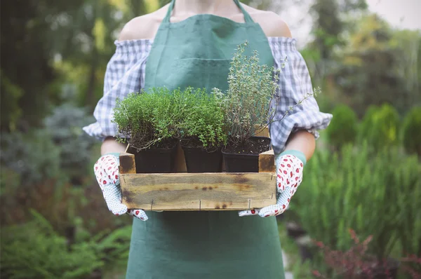 Mujer sosteniendo una caja con plantas en sus manos en el centro del jardín —  Fotos de Stock