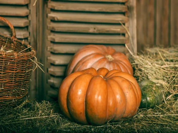 Close up of halloween pumpkins — Stock Photo, Image