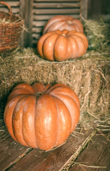 Close up de abóboras halloween — Fotografia de Stock