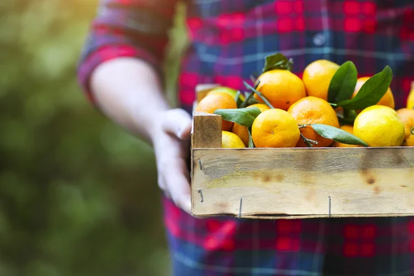 Box of the tangerine in the hands of a man in a plaid shirt — Stock Photo, Image